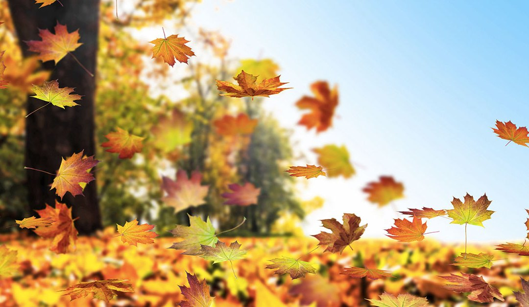 Succede a chi ha i capelli: in autunno... si perdono