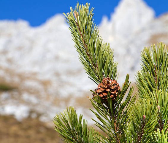 Pino mugo, il guaritore che viene dalle montagne