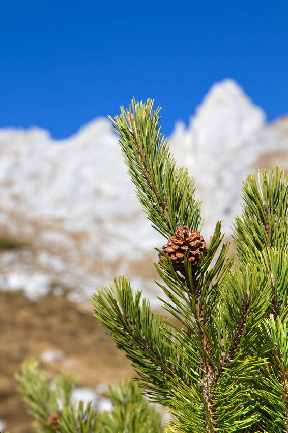 Pino mugo, il guaritore che viene dalle montagne