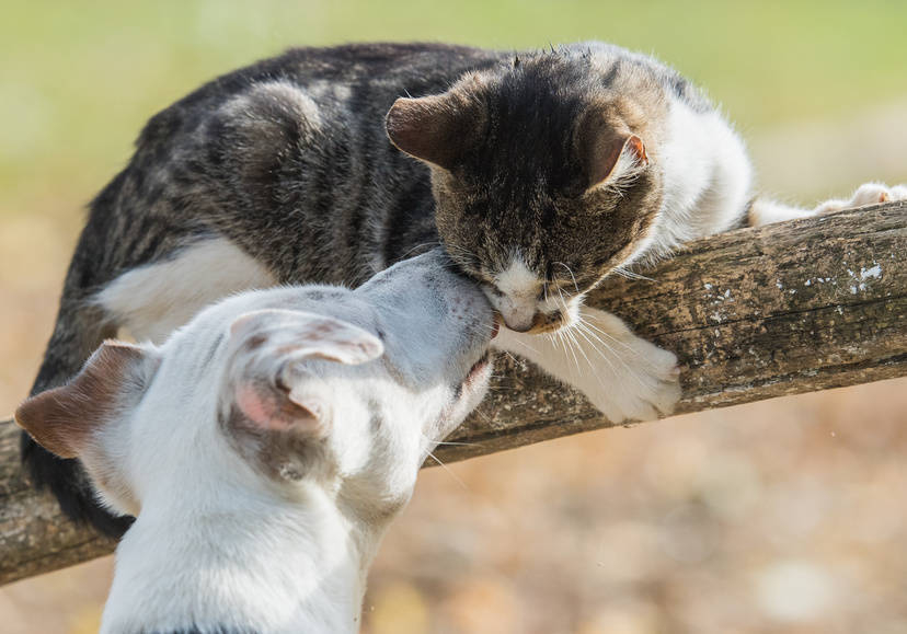 Con i fiori si supera la gelosia