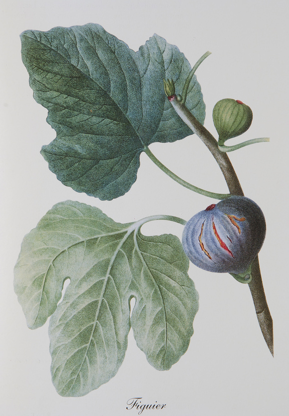 Ficus carica per il benessere di stomaco ed intestino