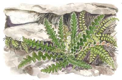 Spaccapietra, l’erba che frantuma i calcoli