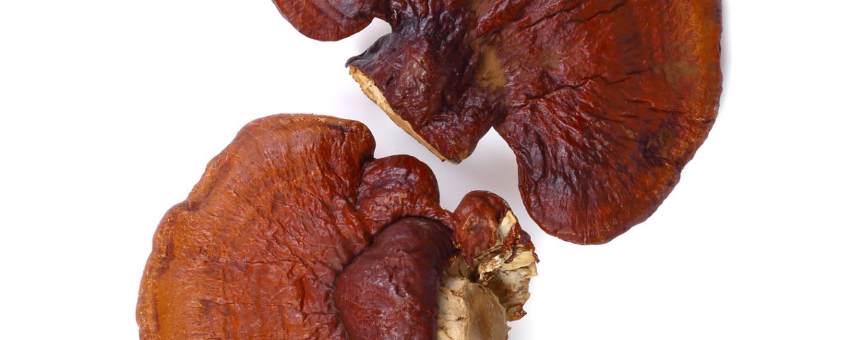 Funghi medicinali: tipologie e uso terapeutico