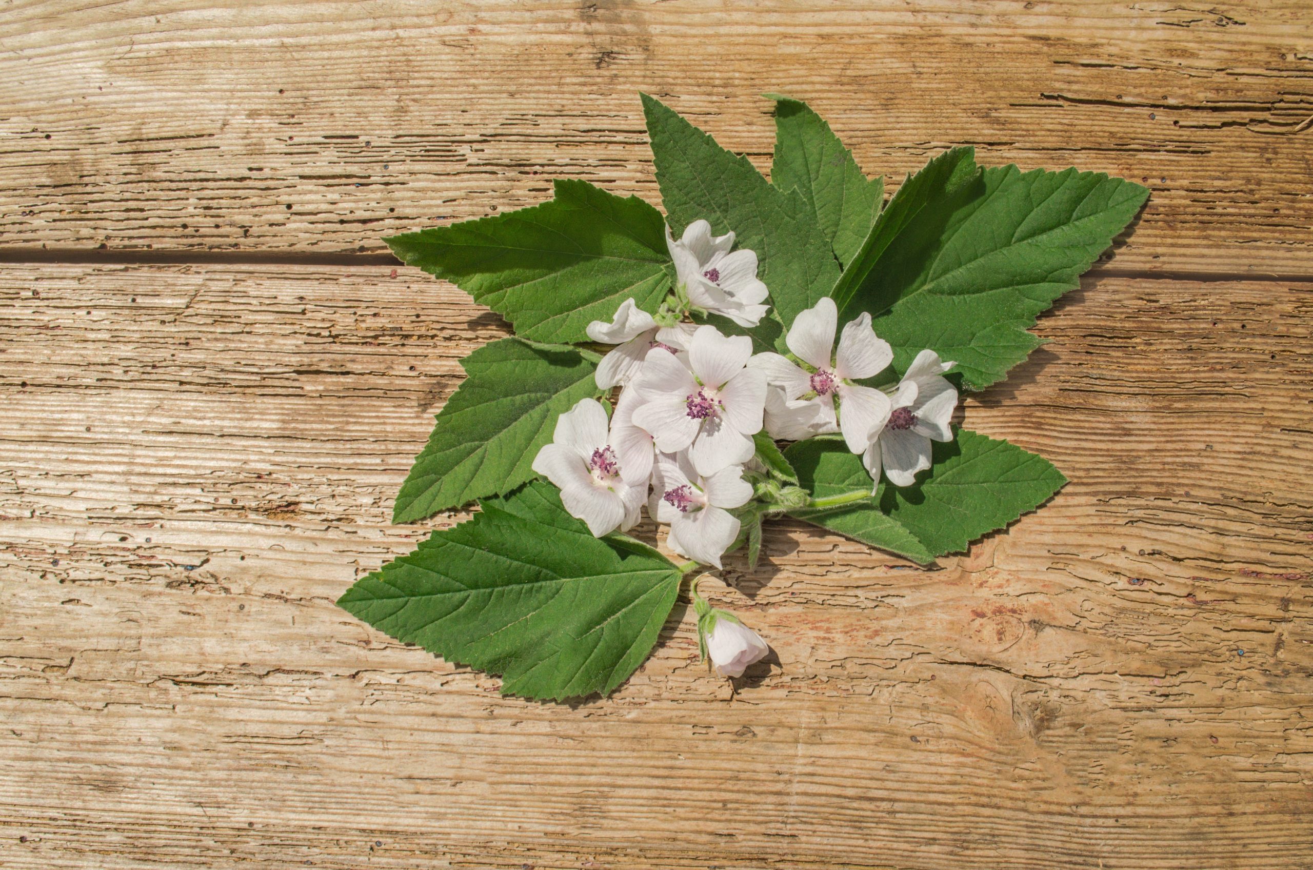 Altea: una Pianta... mitologica!