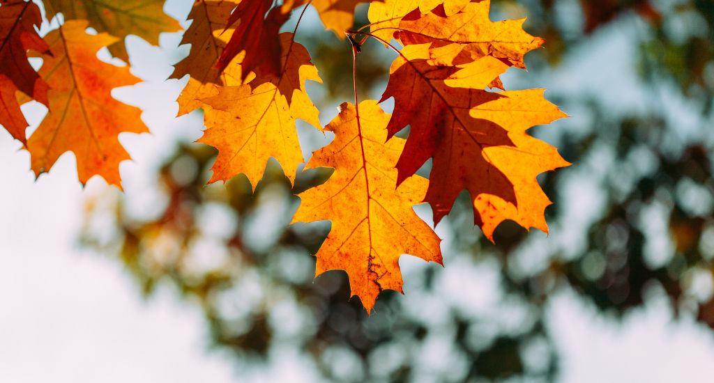 Quali sono gli effetti del cambio di stagione