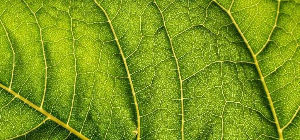 Clorofilla in forma Liquida