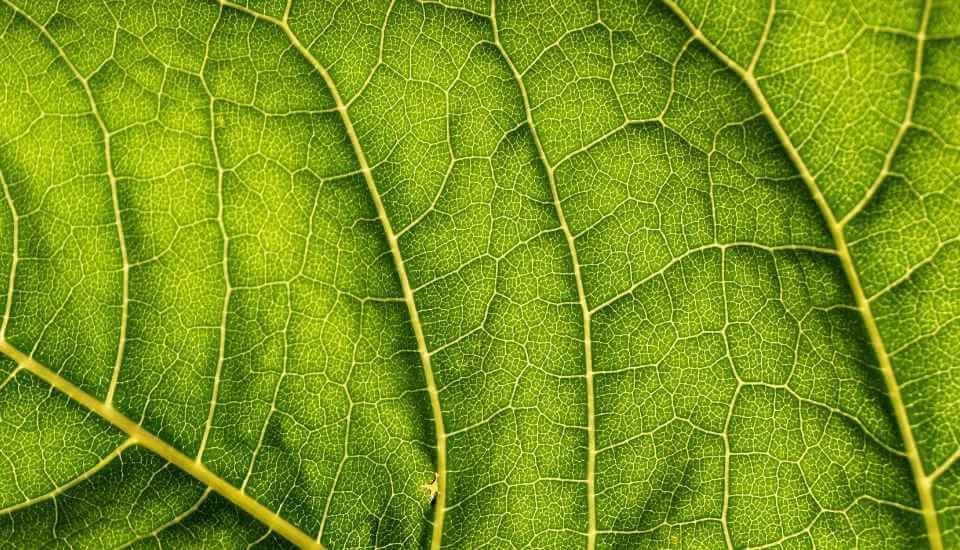 Clorofilla in forma Liquida