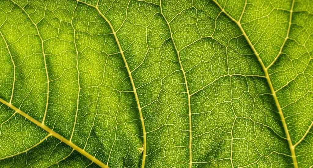 Clorofilla in forma Liquida