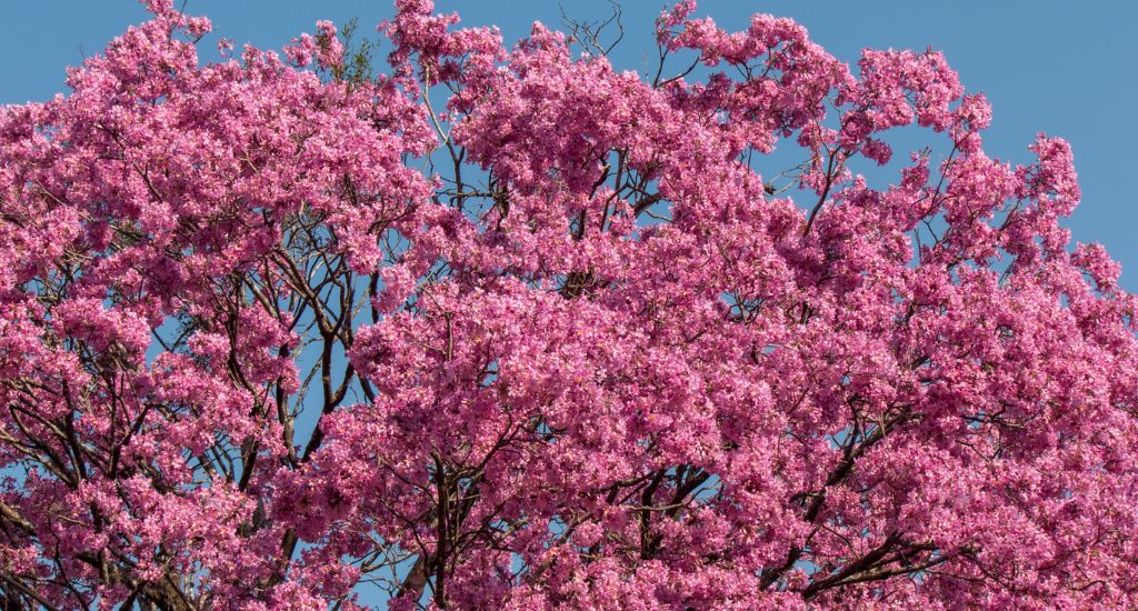 Lapacho: come usarlo e quali sono le sue principali proprietà