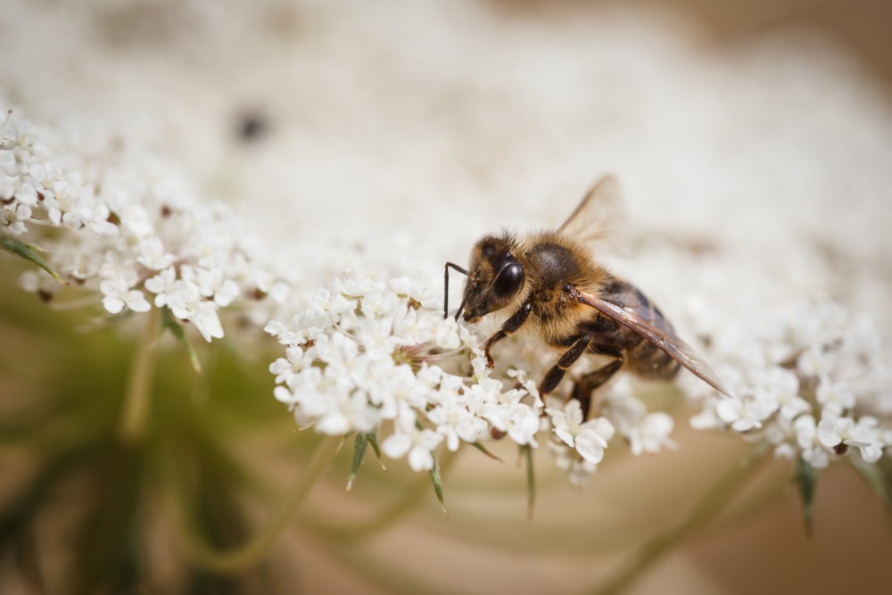 Blister Miele Carrubo Erica Eucalipto Limone Ape Nera Sicula 4x40 grammi - immagine 2