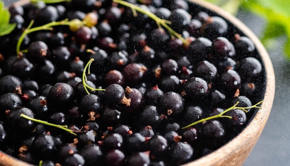 Ribes nigrum a cosa serve?